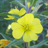 Oenothera villosa flower